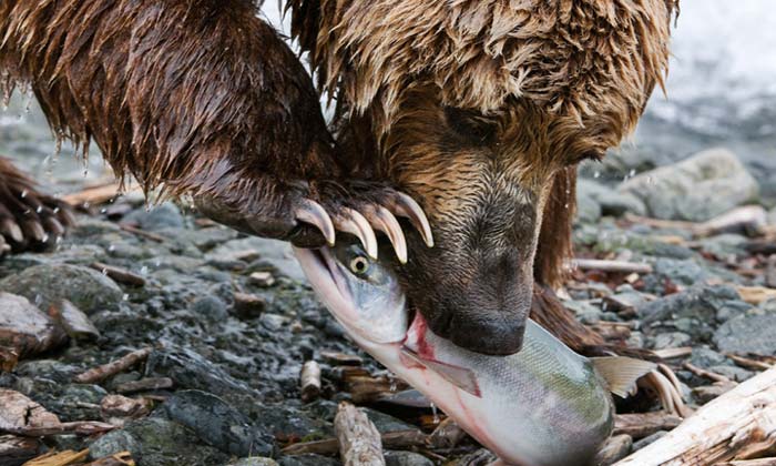 Close-up photo of grizzly bear eating salmon by Karen Pleasanat