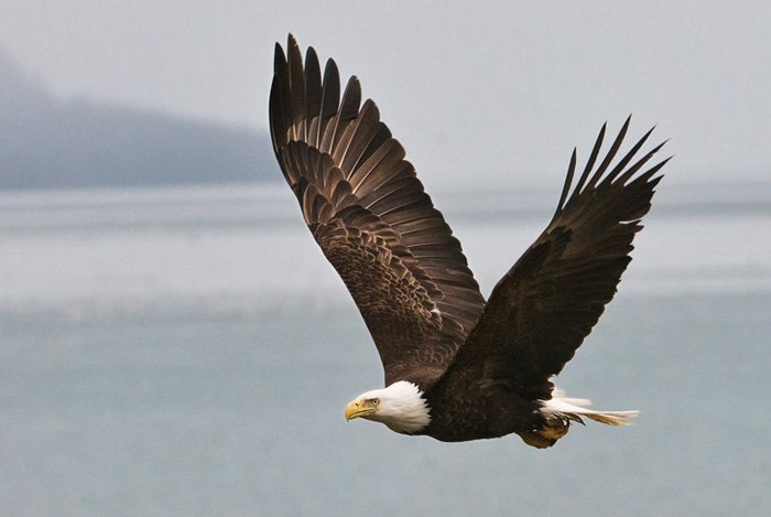 Photo of Bald Eagle in flight by Karen Pleasant