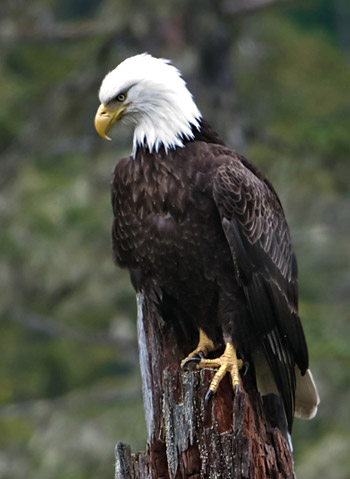 Photo of Bald Eagle perched by Karen Pleasant