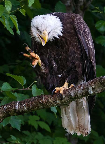 Photo of Bald Eagle on branch by Karen Pleasant