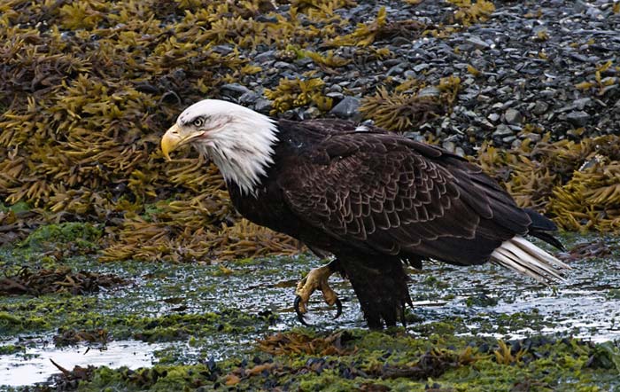 Photo of Bald Eagle on ground by Karen Pleasant