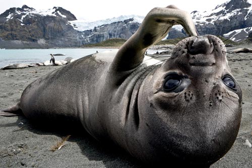 Photo of Elephant Seal pup at Gold Harbour, South Georgia by Michael Poliza