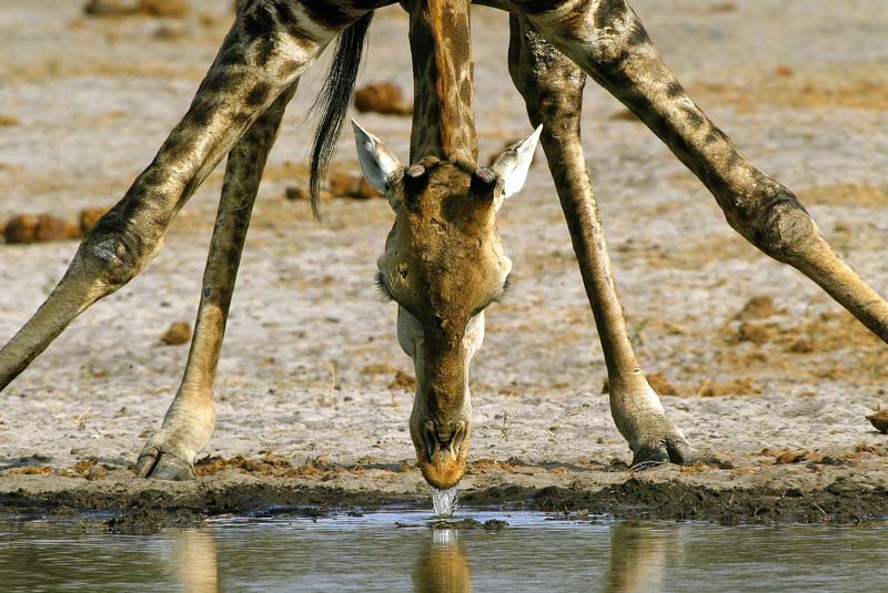 Photo of drinking giraffe. Zibalianja Lagoon, Linyanti Reserve, Botswana by Michael Poliza