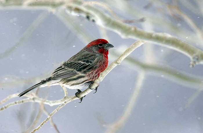 Photo of bird on branch while snowing by Andy Long