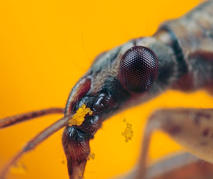 Microphoto of Common Damsel Bug by Huub de Waard.