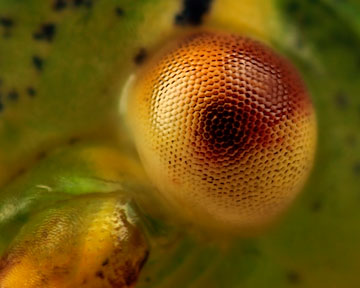 Microphoto of eye of Speckled Bush-cricket by Huub de Waard.