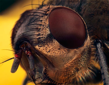 Microphoto of Flesh-fly by Huub de Waard.