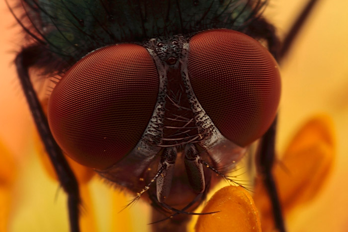 Microphoto of Green Bottle Fly by Huub de Waard.