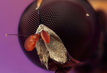 Microphoto of Marmalade Hoverfly by Huub de Waard.