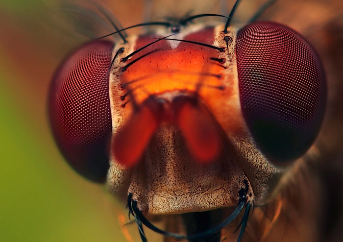 Microphoto of head of Common Yellow Dung-fly by Huub de Waard.