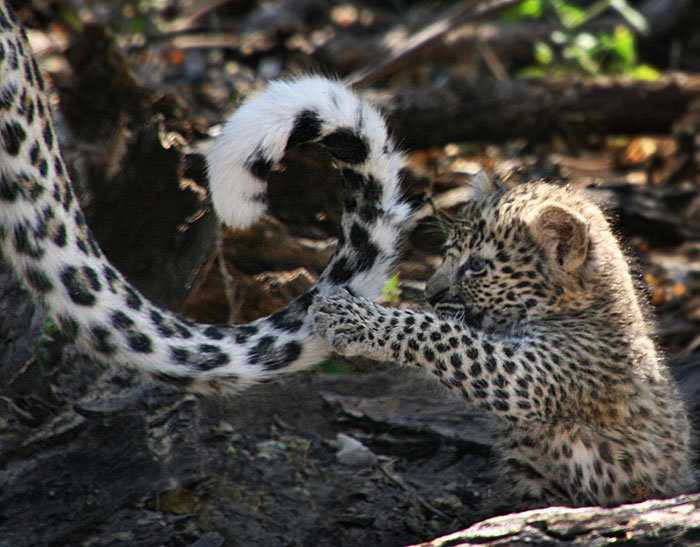 Photo of leopard cub playing with mother's tail by Jenny Sheldon Kirk
