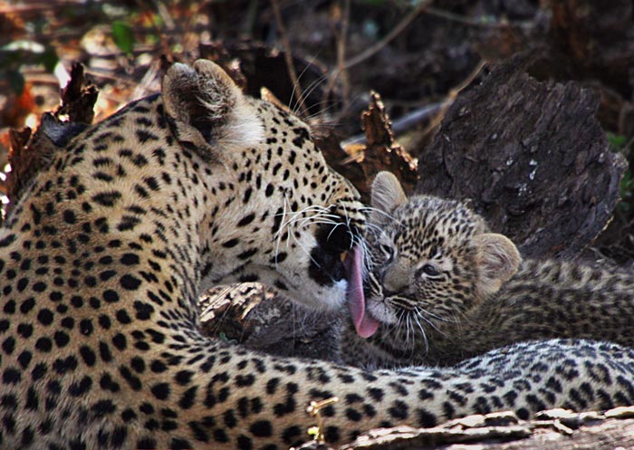 Photo of leopard mother licking face of cub by Jenny Sheldon Kirk
