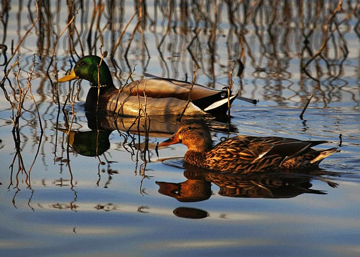 Reflection photo of Mallard Ducks by Noella Ballenger