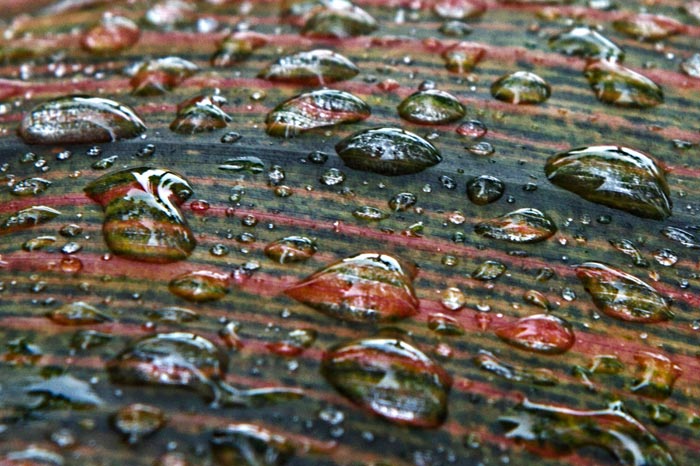 Photo of water drops on a tropical leaf by Noella Ballenger