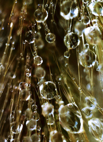 Photo of water drops on Common Foxtail weed by Noella Ballenger