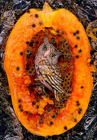 Photo art - owl ornament nesting in papaya by Ned Harris