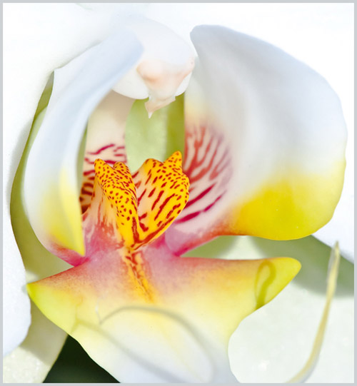 Macro photo of orchid flower by Colin Dunleavy.