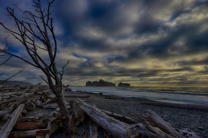 Photo of dead trees on Rialto Beachl on the Olympic Peninsula, Washington by Michael Leggero