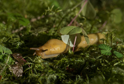 Photo of slug on forest floor in Hoh Rainforest in the Olympic Peninsula, Washington by Michael Leggero