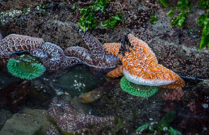 Photo of starfish on beach in the Olympic Peninsula, Washington by Michael Leggero