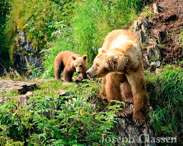 A Kodiak Brown Bear sow and cub spend some time bonding on top of a steep cliff overlooking the Frazer River by Joseph Classen.