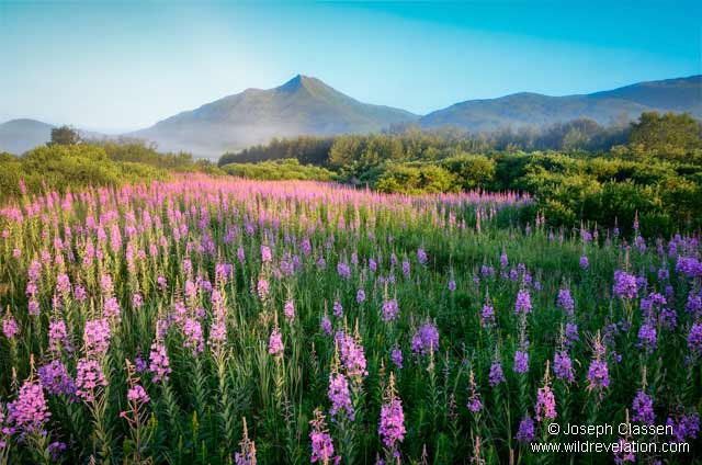 Brilliant Fireweed blooms are lit up by the morning sun as the fog lifts along the banks of the American River, Kodiak Island, Alaska by Joseph Classen.