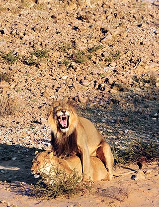 Mating Lions at Kgalagadi Transfrontier Park in South Africa by Mario Fazekas.