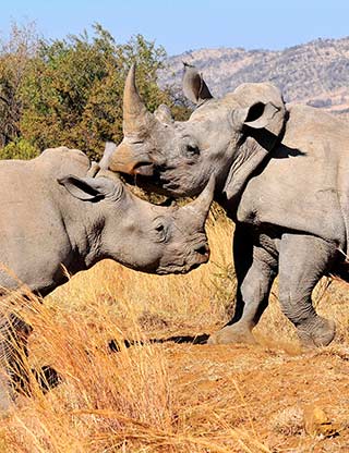 White Rhinos at Pilanesberg National Park, South Africa by Jennifer Fazekas.