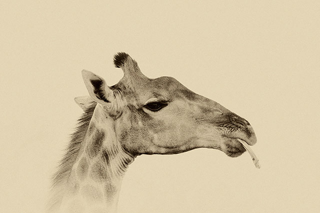 Sepia tone portrait of Giraffe sucking bone at Kruger National Park in South Africa by Mario Fazekas.