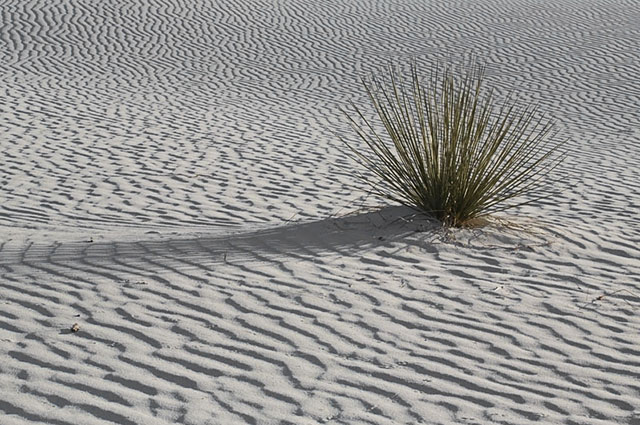 Image of ripples in the sand and a lone plant at White Sands National Monument in New Mexico by Andy Long.