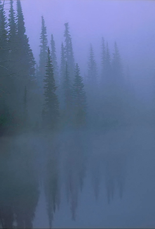 Pine trees and their reflections in the fog near Mt. Rainer in Washington state by Andy Long.