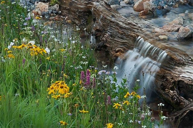 Image of a small waterfall near alpine wildflowers in Colorado by Andy Long.