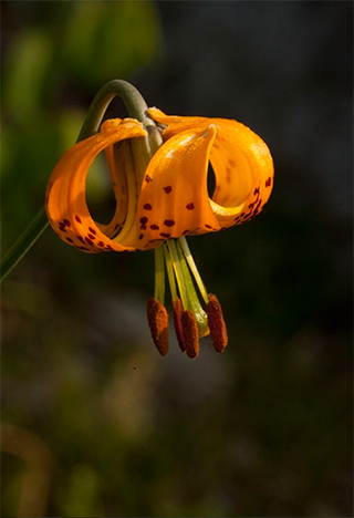 Close-up image of a wild lily at Mt. Rainer, Washington by Andy Long.