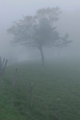 Photo of fence & tree in the fog by Andy Long