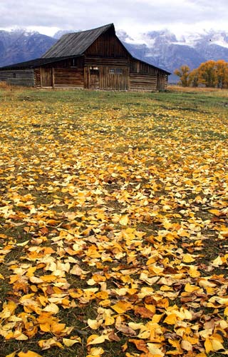 Photo of Autumn leaves and barn by Andy Long