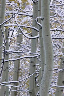 Photo of snow on branches of Aspen trees during Autumn by Andy Long