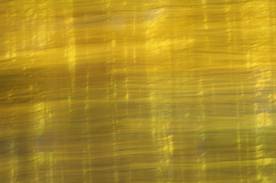 Photo of Aspen trees during Autumn using panning technique by Andy Long