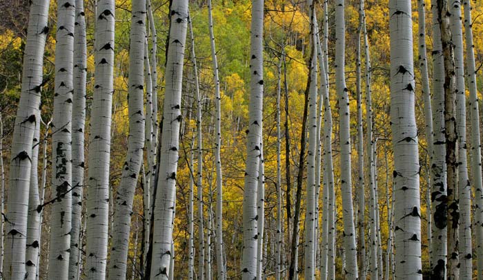 Photo of Aspen trees during Autumn by Andy Long