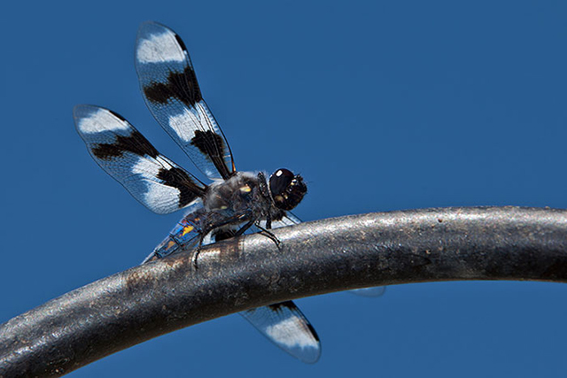 Macro photo of Eight-spotted Skimmer on pipe with blue sky by Brad Sharp.