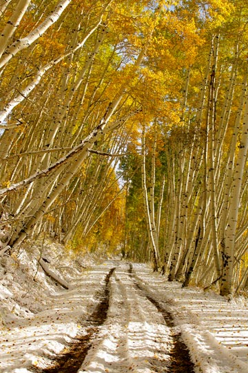 Photo of road between Aspen trees in snow near Telluride, Colorado by Andy Long