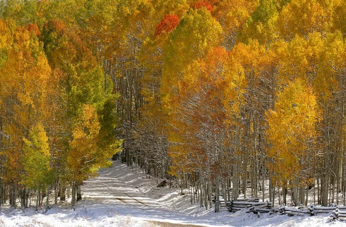 Photo of Aspen trees in snow near Telluride, Colorado by Andy Long
