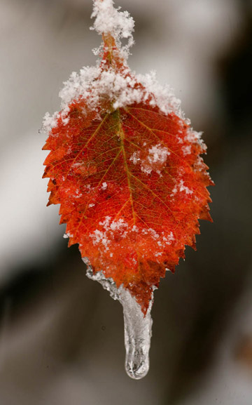 Close-up photo of Aspen leaf with snow and ice by Andy Long