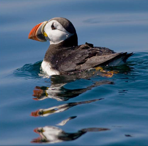 Photo of Atlantic Puffin by Jim Austin