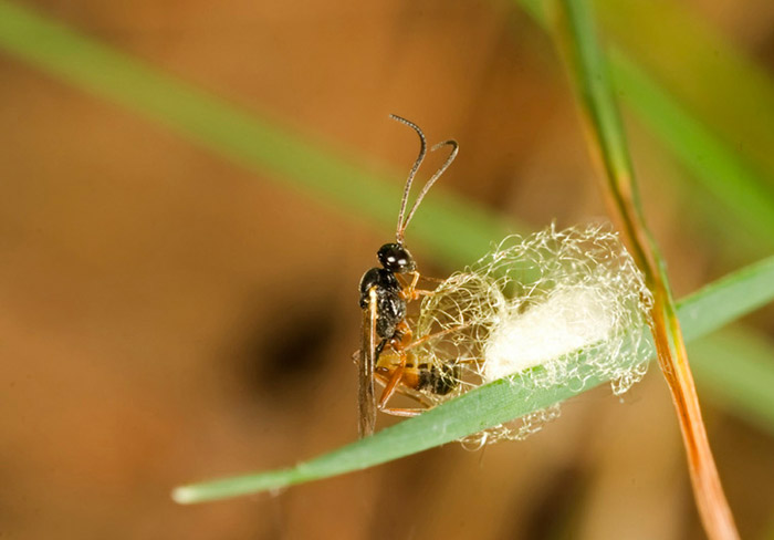 Photo of Chalcidoidea wasp laying eggs in her cocoon by Edwin Brosens