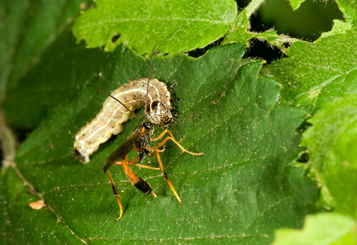 Photo of a Dusona wasp and Caterpillarby Edwin Brosens