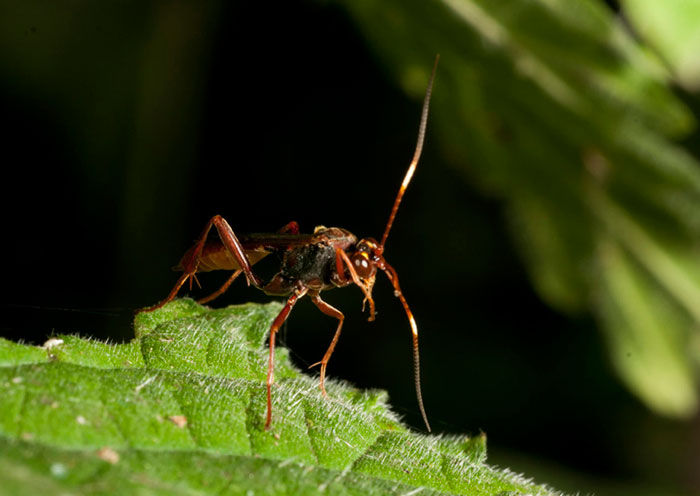Photo of Tryphoninea wasp on leaf by Edwin Brosens