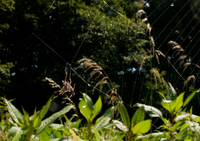 Environmental photo of Barichneumon Bilunulatus wasp in spider web by Edwin Brosens