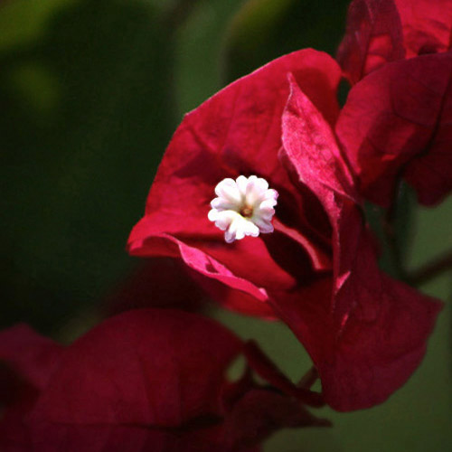 Photo of Bougainvillea by Cathy Pinder