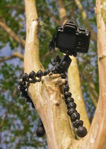 Image of Joby GorillaPod Focus and Ballhead X attached to tree by Marla Meier.