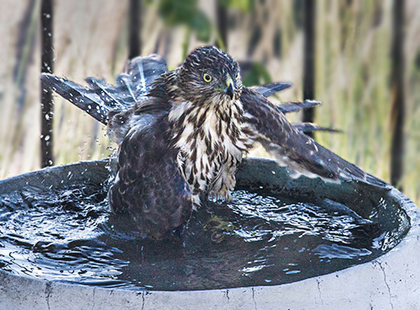 Photo of Cooper's Hawk in backyard birdbath by Noella Ballenger